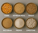 Cattle Feed