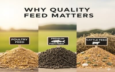 Why Quality Feed Matters for Poultry, Fish, and Cattle